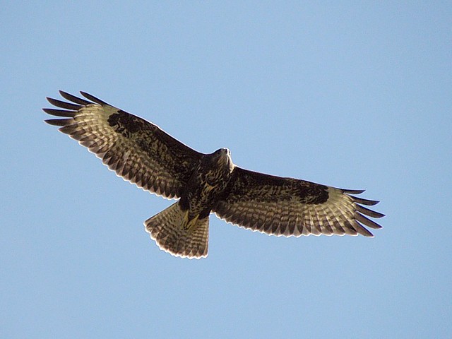 Buse variable en vol, buteo buteo