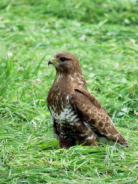 Buse variable perchée