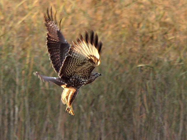 Envol d'une buse variable