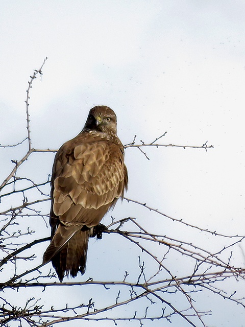 Buse variable perchée