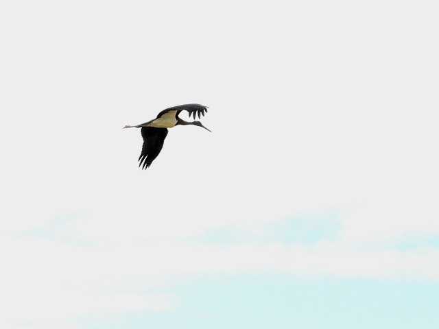 Cigogne noire en vol