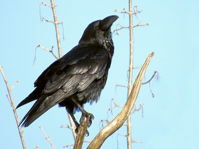 Grand corbeau, corvux corax