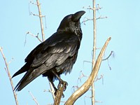 Grand corbeau, corvus corax