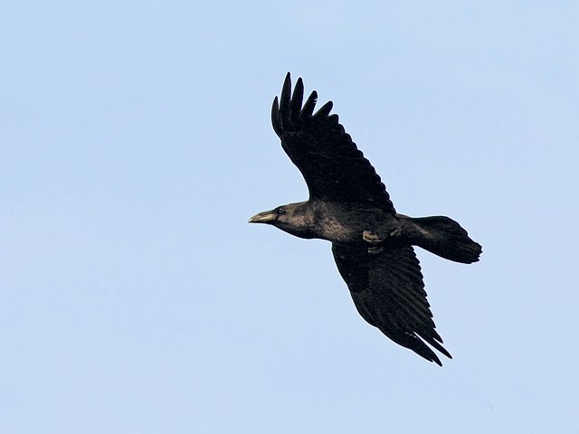 Grand corbeau en vol