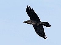 Grand corbeau en vol