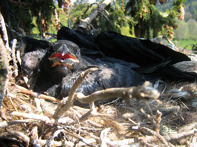 Jeunes corbeaux au nid