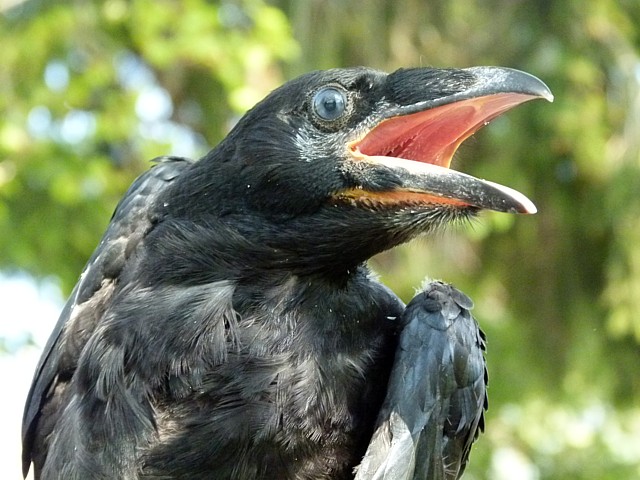 Jeune grand corbeau bagu