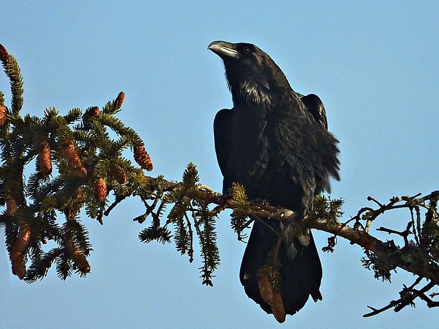 Grand corbeau, corvux corax