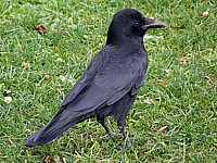 Corneille noire, corvus corone