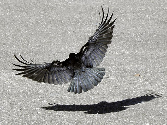 Corneille noire ailes cartes
