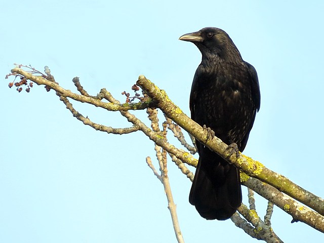 Corneille noire, corvus corone