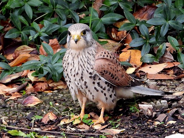 Faucon crcerelle, falcotinnunculus