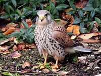 Faucon crécerelle, falco tinnunculus, mâle