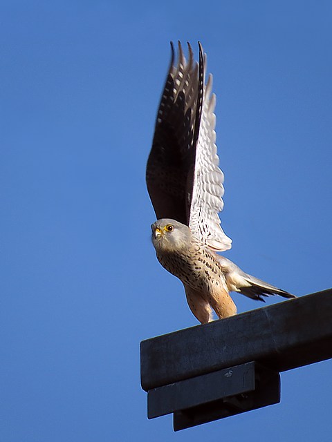 Mâle faucon crécerelle, falco tinnunculus