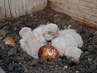 Quatre poussins de Crécerelles