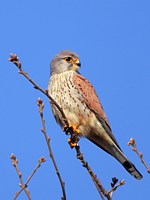 Faucon crécerelle, falco tinnunculus