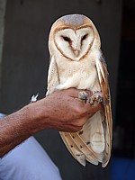 Effraie des clochers, tyto alba