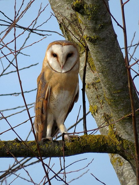 Effraie des clochers, tyto alba