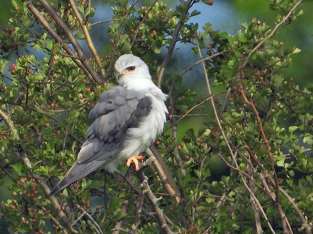 Elanion blanc, elanus caeruleus