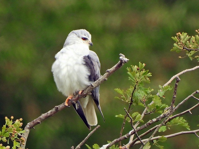 Elanion blanc, elanus caeruleus