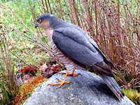 Epervier d'Europe, accipiter nisus