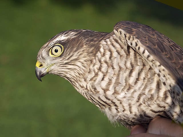 Epervier d'Europe, accipiter nisus