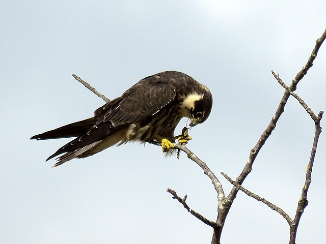 Faucon hobereau, falco subbuteo