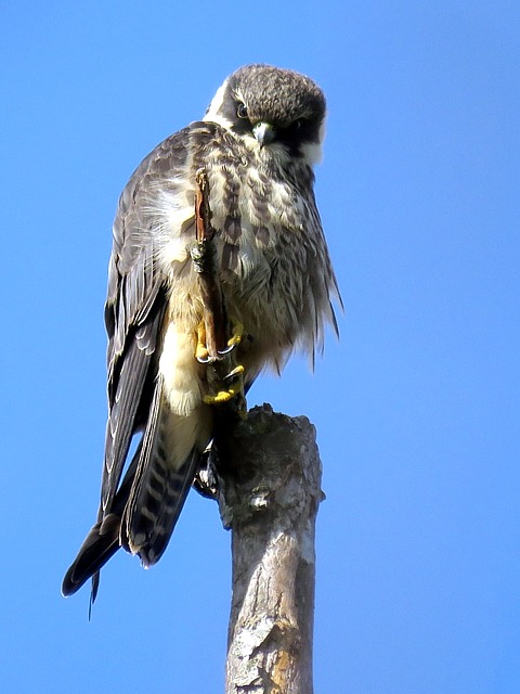 Buse variable en vol