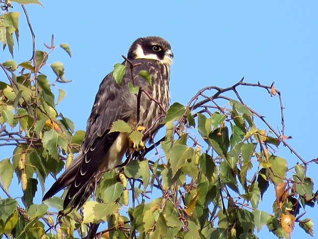 Faucon hobereau, falco subbuteo