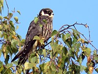 Faucon hobereau, falco subbuteo