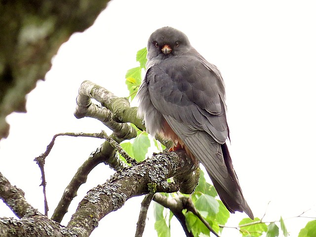 Faucon kobez, falco vespertinus