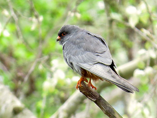 Faucon kobez, falco vespertinus