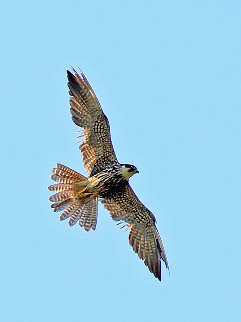 Faucon merillon, falco columbarius