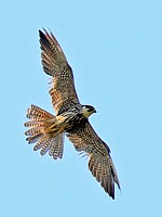 Faucon émerillon, falco columbarius