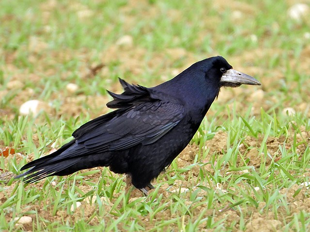 Corbeau freux, corvus frugilegus