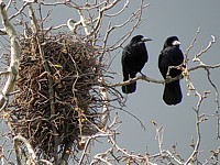 Corbeaux freux au nid