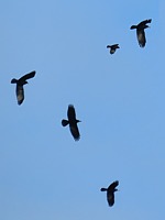 Vol de corbeaux freux