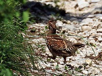 Gélinotte des bois, bonasia bonasia