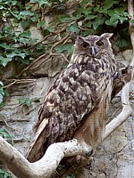 Hibou Grand-Duc, bubo bubo