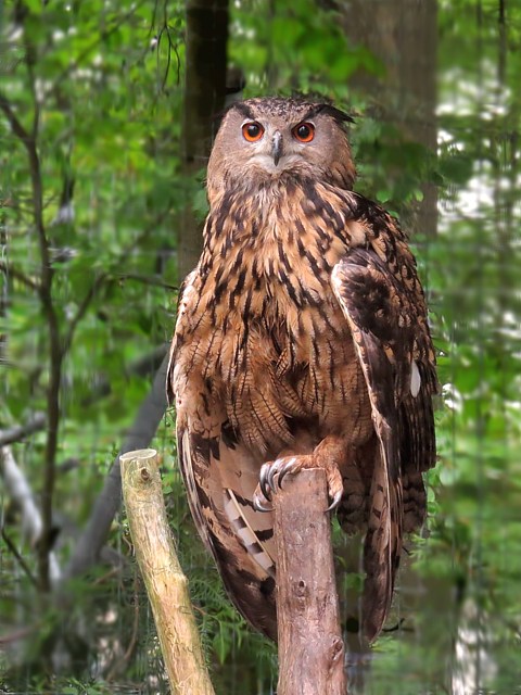 Hibou grand-duc, bubo bubo