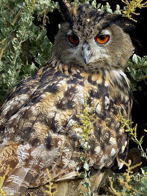 Hibou grand-duc