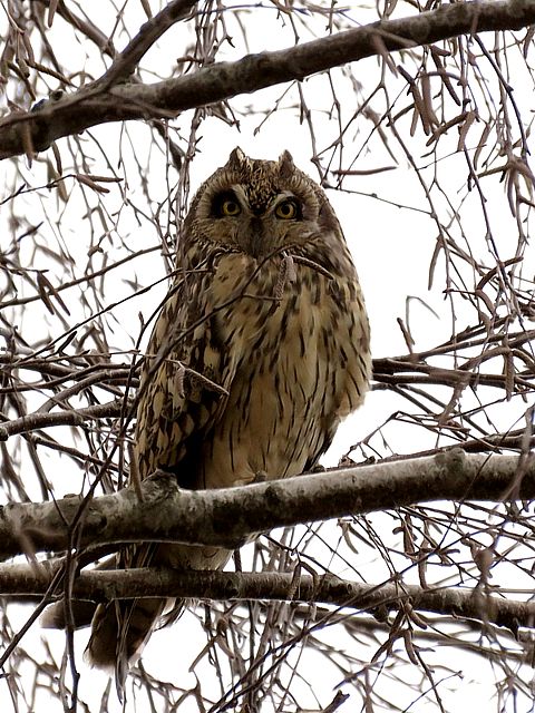 Hibou des marais, asio flammeus