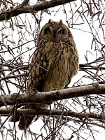 Hibou des marais, asio flammeus