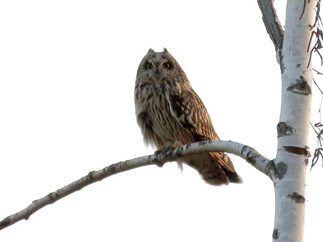 Hibou des marais, asio flammeus