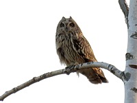 Hibou des marais, asio flammeus