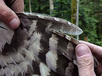 Les rémiges de la chouette hulotte