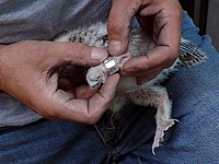 La bague à la patte