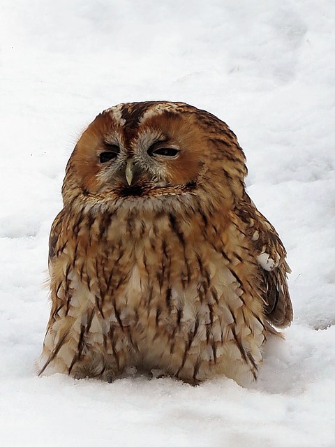 Chouette hulotte dans la neige, strix aluco