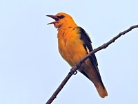 Loriot d'Europe, oriolus oriolus