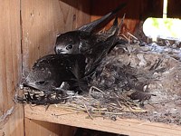 Jeunes martinets au nid